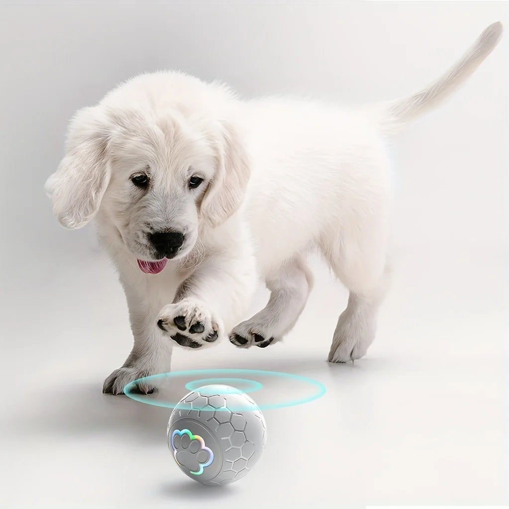 are pigs smarter than dogs are cats smarter than dogs most smart dog breeds smart dogs are dogs smarter than cats how smart are dogs smart dog are cats or dogs smarter   smart dog breeds smart dog door