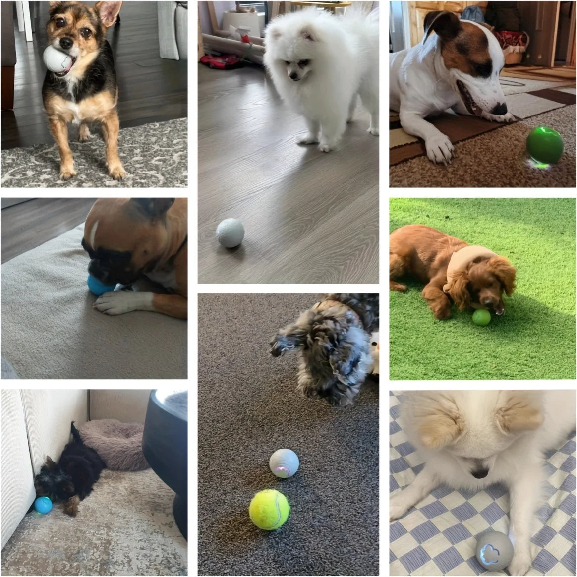 are pigs smarter than dogs are cats smarter than dogs most smart dog breeds smart dogs are dogs smarter than cats how smart are dogs smart dog are cats or dogs smarter   smart dog breeds smart dog door